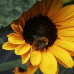 Nature permaculture abeille bourdon