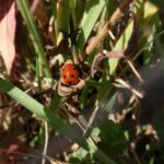 coccinelle européenne biodiversité lapauseensoi