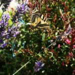 machaon papillon biodiversité lapauseensoi